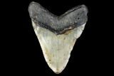 Fossil Megalodon Tooth - North Carolina #119438-2